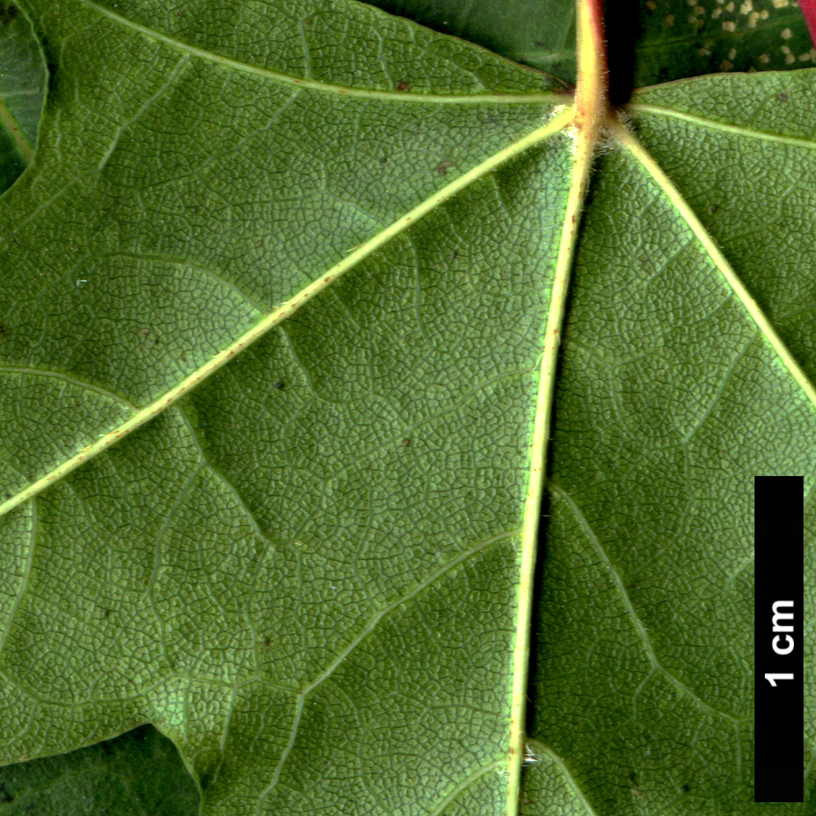 High resolution image: Family: Sapindaceae - Genus: Acer - Taxon: cappadocicum - SpeciesSub: subsp. sinicum